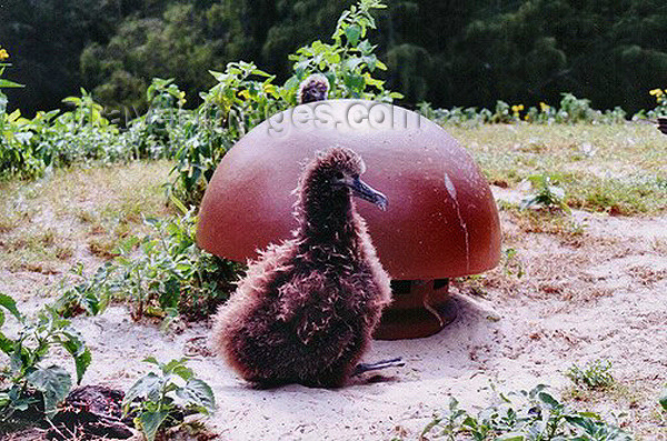 midway9: Midway Atoll - Sand island: albatross chick next to a ceramic vent cap on top of a bunker - birds - fauna - wildlife - photo by G.Frysinger - (c) Travel-Images.com - Stock Photography agency - Image Bank