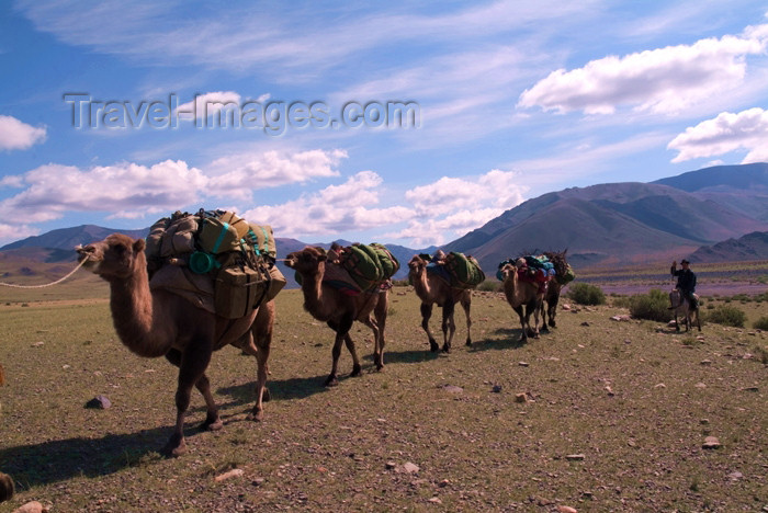 mongolia25: Mongolia - Camel train - caravan - Camelus bactrianus - photo by A.Summers - (c) Travel-Images.com - Stock Photography agency - Image Bank