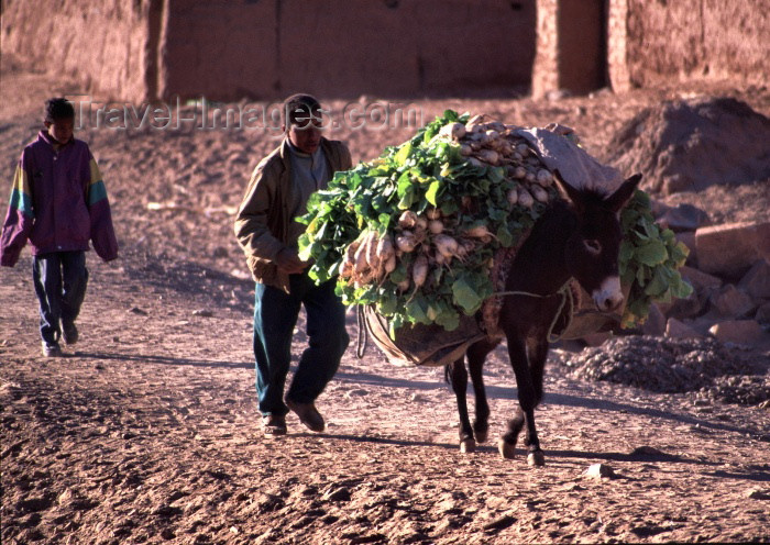 moroc80: Morocco / Maroc - Tamegroute (Souss Massa-Draa / Zagora): donkey bringing the turnips to the market - photo by F.Rigaud - (c) Travel-Images.com - Stock Photography agency - Image Bank