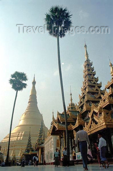 myanmar180: Myanmar / Burma - Yangon / Rangoon: Shwedagon pagoda - palmtrees by the temple - Buddhism - religion - Asia (photo by J.Kaman) - (c) Travel-Images.com - Stock Photography agency - Image Bank