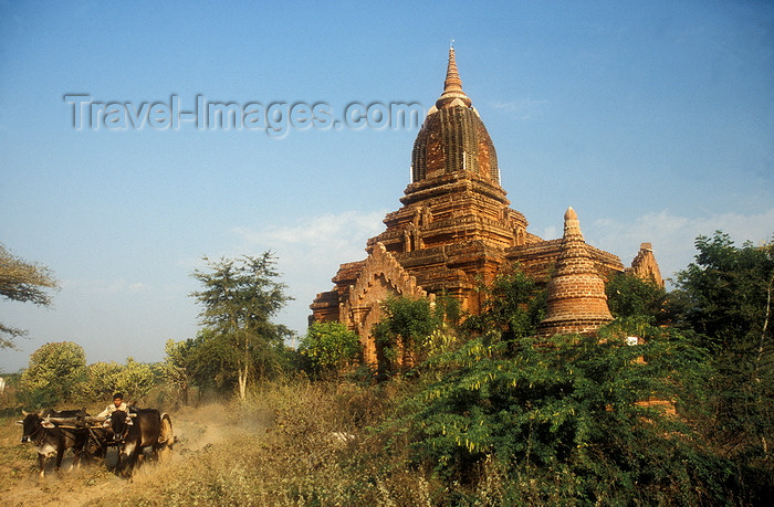myanmar4: Myanmar / Burma - Bagan / Pagan: oxen and pagoda - dirt road - photo by D.Forman - (c) Travel-Images.com - Stock Photography agency - Image Bank