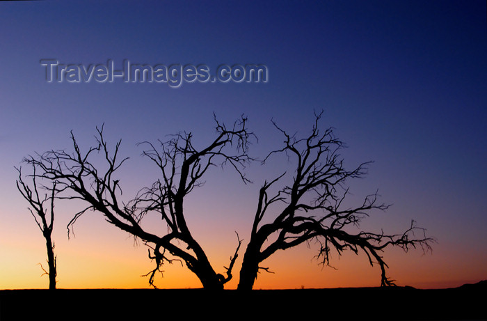 namibia122: Namib desert - Deadvlei - Hardap region, Namibia: Dead tree sillouette at sunset, near Sossusvlei - Namib-Naukluft National Park - photo by B.Cain - (c) Travel-Images.com - Stock Photography agency - Image Bank