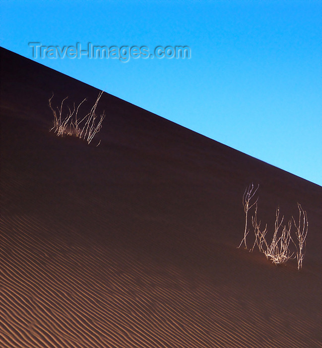 namibia124: Namib Desert - Sossusvlei, Hardap region, Namibia, Africa: dead white weedson rippled sand dune - photo by B.Cain - (c) Travel-Images.com - Stock Photography agency - Image Bank