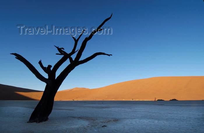 namibia125: Namib desert - Deadvlei - Hardap region, Namibia: single silhoutted dead tree, dune backdrop - photo by B.Cain - (c) Travel-Images.com - Stock Photography agency - Image Bank
