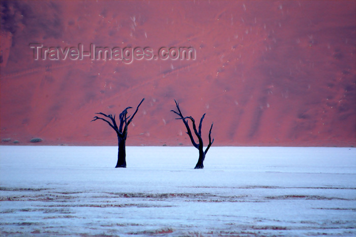 namibia130: Namib desert - Deadvlei - Hardap region, Namibia: Deadvlei Two dead trees on salt pan, dune backdrop - photo by B.Cain - (c) Travel-Images.com - Stock Photography agency - Image Bank
