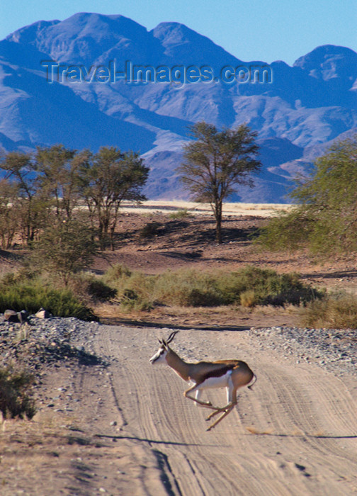 namibia180: Namibia: Springbok galloping across road - Antidorcas marsupialis, mountains in back, near Sossusvlei - photo by B.Cain - (c) Travel-Images.com - Stock Photography agency - Image Bank
