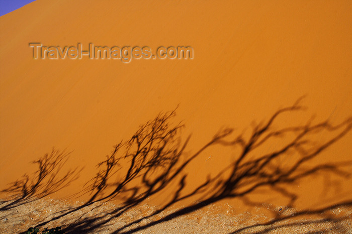 namibia207: Namib Desert - Sossusvlei, Hardap region, Namibia: tree silhouettes - photo by Sandia - (c) Travel-Images.com - Stock Photography agency - Image Bank