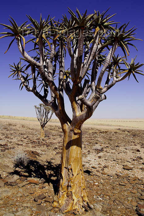 namibia215: Erongo region, Namibia: Quiver yree, typical of Namibia - on the way to Swakopmund - photo by Sandia - (c) Travel-Images.com - Stock Photography agency - Image Bank