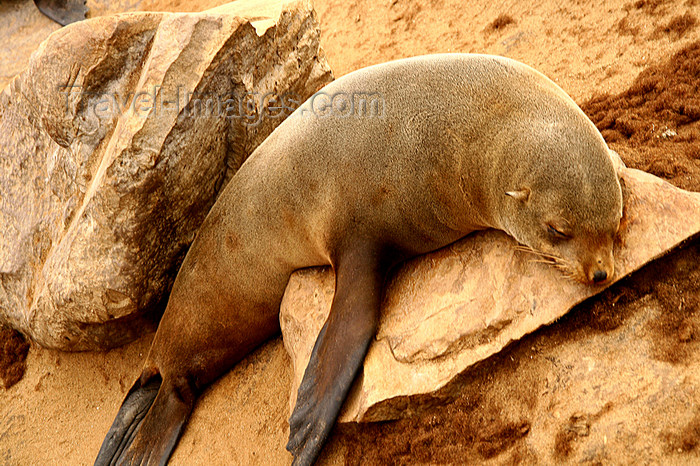 namibia224: Cape Cross / Kaap Kruis, Erongo region, Namibia: seal colony - Cape fur seal - Arctocephalus pusillus - photo by Sandia - (c) Travel-Images.com - Stock Photography agency - Image Bank