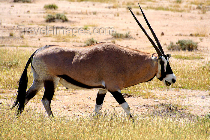 namibia234: Etosha Park, Kunene region, Namibia: Oryx / Gemsbok - Oryx gazella - photo by Sandia - (c) Travel-Images.com - Stock Photography agency - Image Bank