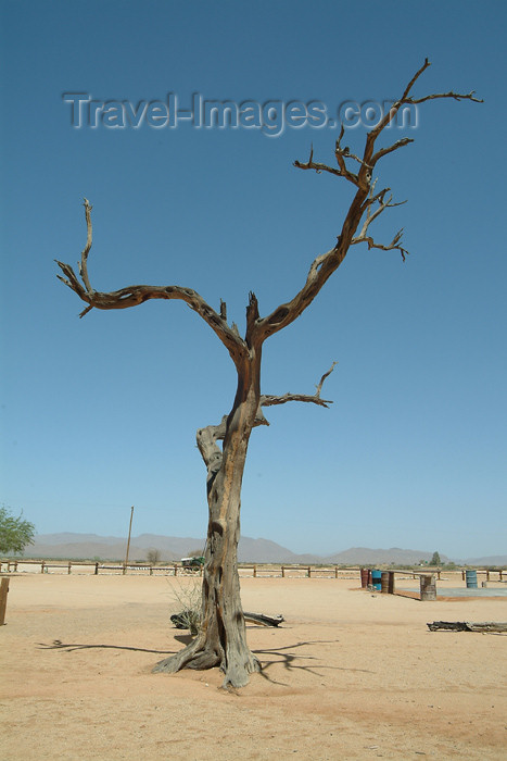 namibia30: Namibia - Solitaire, Hardap region: a lone tree - photo by J.Banks - (c) Travel-Images.com - Stock Photography agency - Image Bank