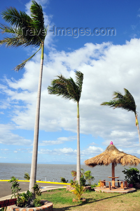 nicaragua51: Managua, Nicaragua: harbour on Lake Managua / Lago Xolotlán - windswept coconut trees - Puerto Salvador Allende - malecón - photo by M.Torres - (c) Travel-Images.com - Stock Photography agency - Image Bank