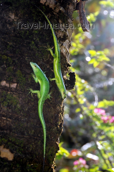 palau16: Palau : two green lizards on a tree trunk - reptiles - photo by B.Cain - (c) Travel-Images.com - Stock Photography agency - Image Bank