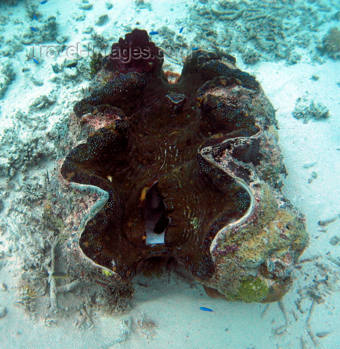 palau23: Palau: giant clam - Tridactna - underwater image - photo by B.Cain - (c) Travel-Images.com - Stock Photography agency - Image Bank