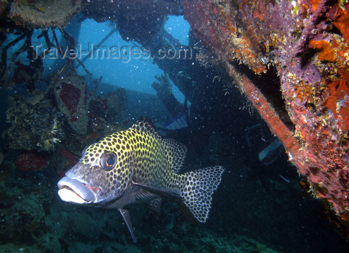 palau24: Palau: grouper in wreck - underwater image - photo by B.Cain - (c) Travel-Images.com - Stock Photography agency - Image Bank
