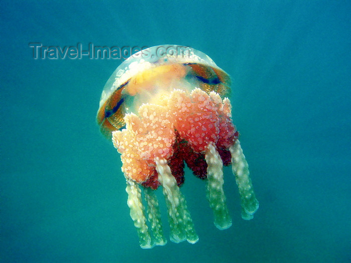 palau25: Mecherchar island, Rock Islands / Chelbacheb, Koror state, Palau: colorful jellyfish - Jellyfish lake - Ongeim'l Tketau - underwater image - photo by B.Cain - (c) Travel-Images.com - Stock Photography agency - Image Bank