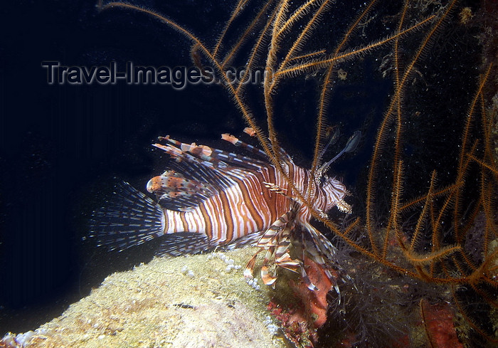 palau26: Palau: lionfish - underwater image - photo by B.Cain - (c) Travel-Images.com - Stock Photography agency - Image Bank