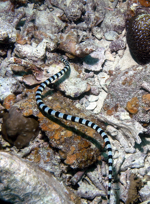 palau31: Palau: striped sea snake - underwater image  - photo by B.Cain - (c) Travel-Images.com - Stock Photography agency - Image Bank