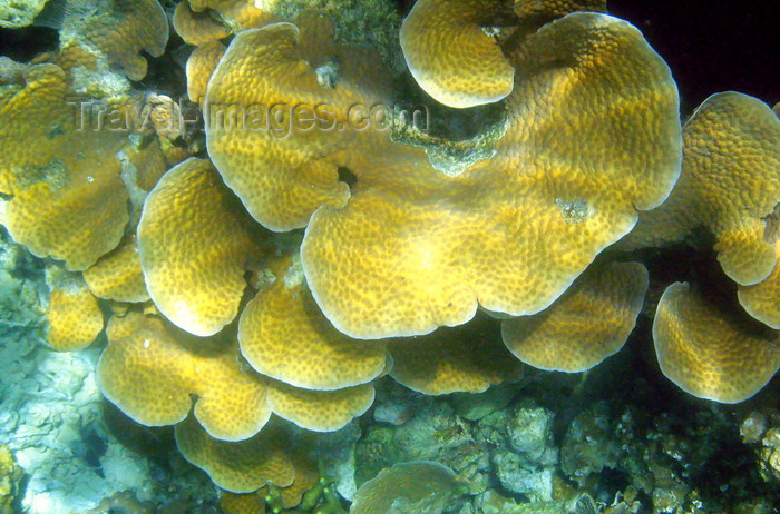 palau36: Palau: yellow coral - underwater image - photo by B.Cain - (c) Travel-Images.com - Stock Photography agency - Image Bank