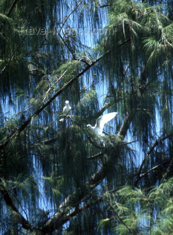 palau7: Anguar island, Palau: white birds on a tree - photo by M.Sturges - (c) Travel-Images.com - Stock Photography agency - Image Bank