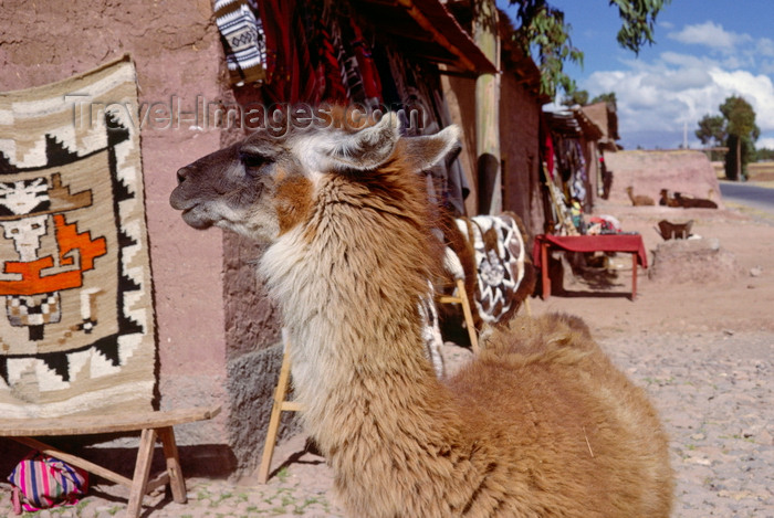peru132: Cuzco, Peru: llama in the city, near market stalls - photo by C.Lovell - (c) Travel-Images.com - Stock Photography agency - Image Bank