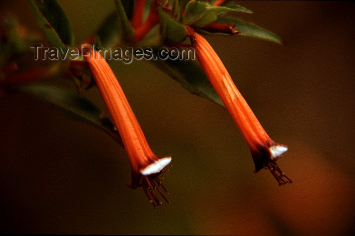 reunion22: Reunion / Reunião - twin trumpet flowers in the forest - Brugmansia - photo by W.Schipper - (c) Travel-Images.com - Stock Photography agency - Image Bank