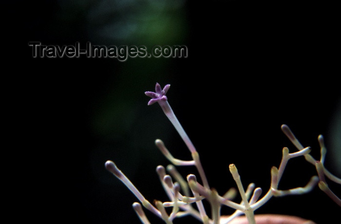 reunion27: Reunion / Reunião - coral flowers - photo by W.Schipper - (c) Travel-Images.com - Stock Photography agency - Image Bank