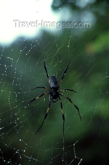 reunion42: Reunion / Reunião - Nephila nigra - Black/Golden Orb-web Spider - Bibe - it weaves the strongest and largest spider web in the world - photo by W.Schipper - (c) Travel-Images.com - Stock Photography agency - Image Bank