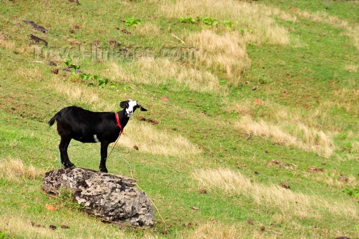 rodrigues12: Anse Tamarin, Rodrigues island, Mauritius: black goat tied to a boulder - photo by M.Torres - (c) Travel-Images.com - Stock Photography agency - Image Bank