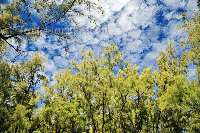 rodrigues38: Pointe Coton, Rodrigues island, Mauritius: Casuarina trees and sky - photo by M.Torres - (c) Travel-Images.com - Stock Photography agency - Image Bank