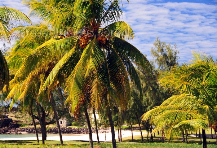 rodrigues46: Montagne Cabris, Rodrigues island, Mauritius: coconut trees - photo by M.Torres - (c) Travel-Images.com - Stock Photography agency - Image Bank