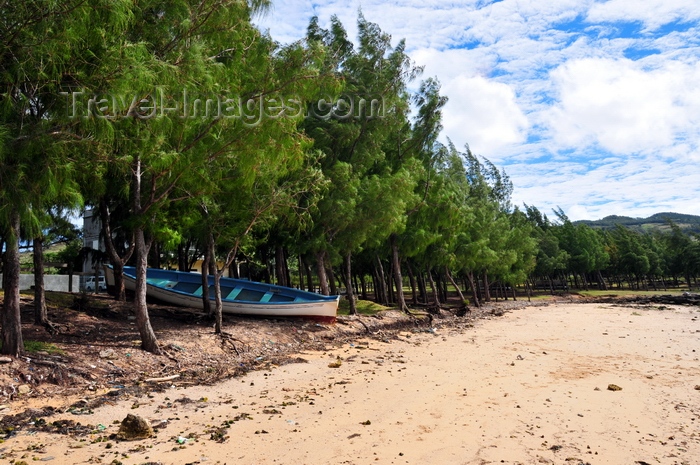 rodrigues5: Anse Grand Var, Rodrigues island, Mauritius: beach framed by Casuarina trees, swept by the Indian Ocean winds - photo by M.Torres - (c) Travel-Images.com - Stock Photography agency - Image Bank