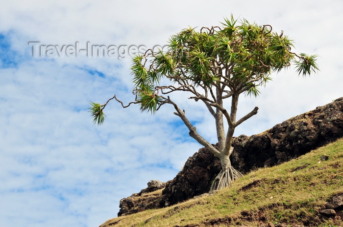 rodrigues6: Anse Tamarin, Rodrigues island, Mauritius: lone vacoas tree on a hill side - common screwpine (Pandanus utilis) - photo by M.Torres - (c) Travel-Images.com - Stock Photography agency - Image Bank