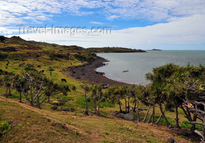 rodrigues8: Anse Tamarin, Rodrigues island, Mauritius: beach with dark rocks, cows and vacoas trees - Pointe Tamarin - photo by M.Torres - (c) Travel-Images.com - Stock Photography agency - Image Bank
