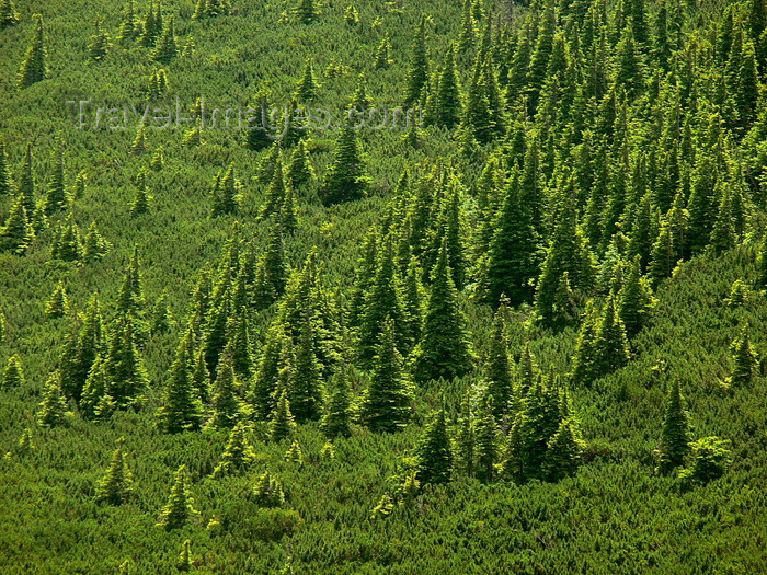 romania132: Ceahlau National Park, Neamt county, Moldavia, Romania: incipient forest - photo by J.Kaman - (c) Travel-Images.com - Stock Photography agency - Image Bank