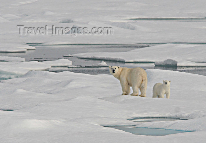 russia430: Russia - Bering Strait (Chukotka AOk):  Polar Bear and cub on the ice - Ursus maritimus - Arctic ocean - Chukchi sea (photo by R.Eime) - (c) Travel-Images.com - Stock Photography agency - Image Bank