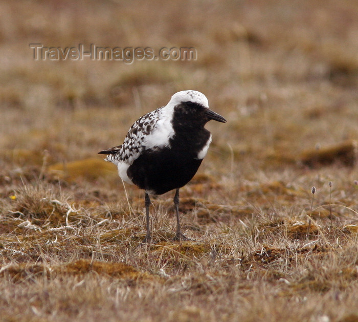 russia461: Wrangel Island / ostrov Vrangelya, Chukotka AOk, Russia: Black Breasted Plover on the ground - Charadrius squatarola - migrant bird, nests in the Arctic - photo by R.Eime - (c) Travel-Images.com - Stock Photography agency - Image Bank