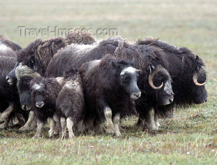 russia738: Russia - Wrangel Island / ostrov Vrangelya (Chukotka AOk): Musk Ox - Ovibos moschatus - arctic mammal (photo by R.Eime) - (c) Travel-Images.com - Stock Photography agency - Image Bank