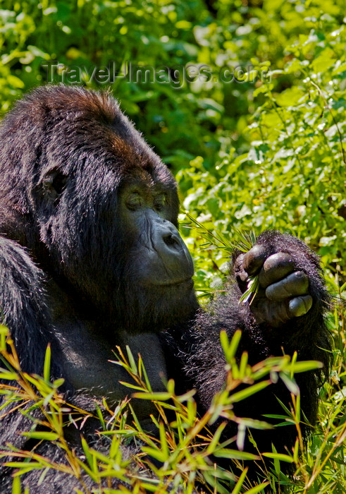 rwanda13: Volcanoes National Park, Northern Province, Rwanda: Mountain Gorilla - Gorilla beringei beringei - Gorundha, of the Sabyinyo Group, is the largest alpha male Silver Back in the park - photo by C.Lovell - (c) Travel-Images.com - Stock Photography agency - Image Bank