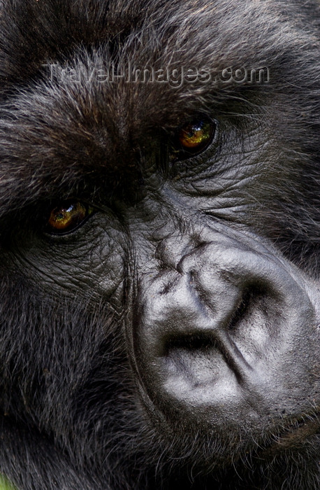 rwanda16: Volcanoes National Park, Northern Province, Rwanda: face of a male Mountain Gorilla of the Kwitonda Group - Gorilla beringei beringei - on the endangered species list - photo by C.Lovell - (c) Travel-Images.com - Stock Photography agency - Image Bank