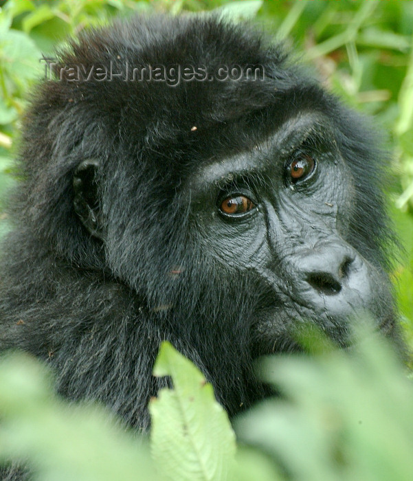 rwanda2: Rwanda - Parc National des Volcans / PNV / Volcanoes' national park -  Virunga Volcanoes:: mountain gorilla - location for Dian Fossey and Gorillas in the Mist - photo by J.Banks - (c) Travel-Images.com - Stock Photography agency - Image Bank