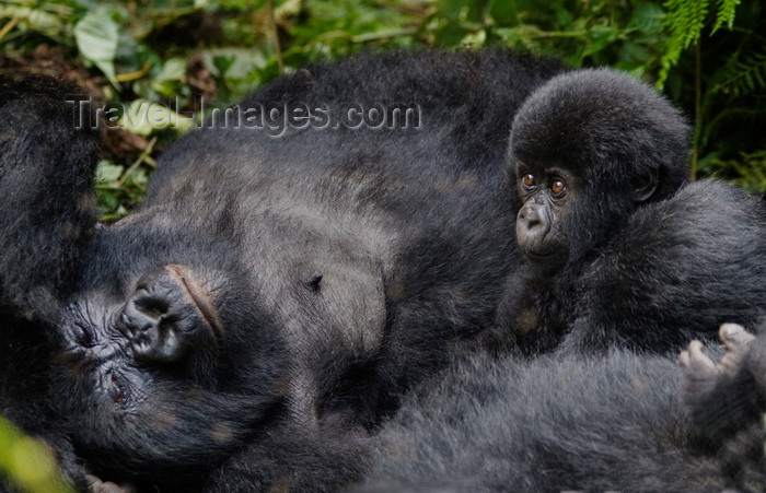 rwanda24: Volcanoes National Park, Northern Province, Rwanda: mother Mountain Gorilla resting with her baby - Kwitonda Group - Gorilla beringei beringei - photo by C.Lovell - (c) Travel-Images.com - Stock Photography agency - Image Bank