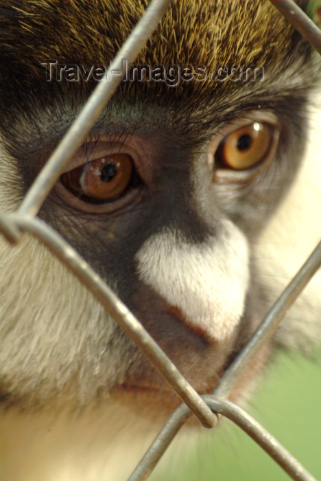 rwanda4: Africa - Rwanda: caged Golden Monkey - cercopithecus mitis kandti - photo by J.Banks - (c) Travel-Images.com - Stock Photography agency - Image Bank