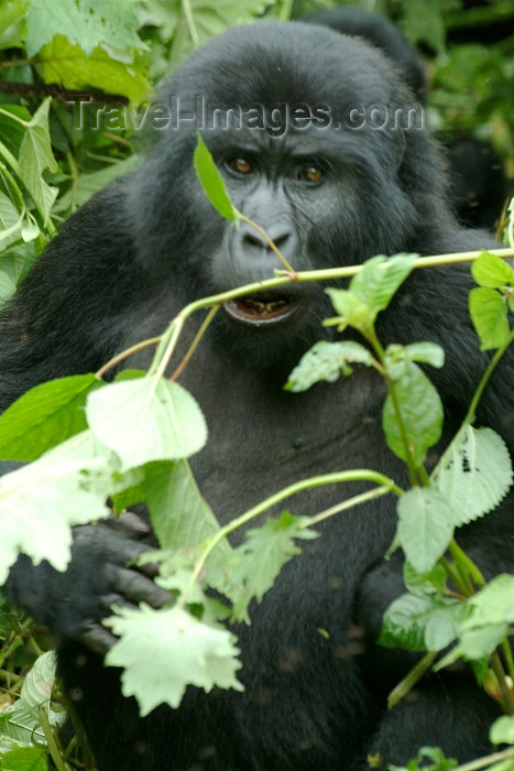 rwanda5: Rwanda - Parc National des Volcans / Volcanos' national park - Virunga Volcanoes: angry mountain gorilla - photo by J.Banks - (c) Travel-Images.com - Stock Photography agency - Image Bank