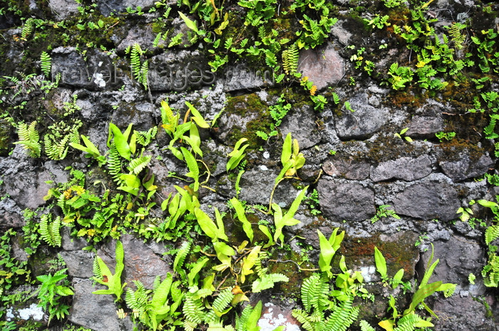 saba39: Windwardside, Saba: moss and ferns on a stone wall - photo by M.Torres - (c) Travel-Images.com - Stock Photography agency - Image Bank