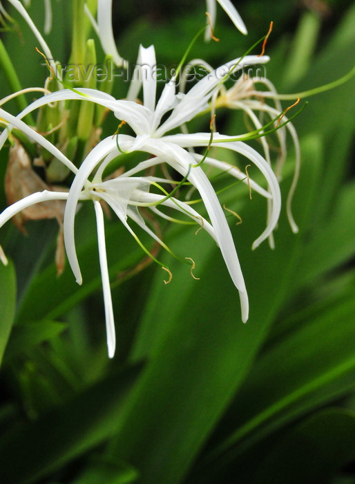 saba75: Windwardside, Saba: spider lily - Caribbean white lily - Hymenocallis latifolia - photo by M.Torres - (c) Travel-Images.com - Stock Photography agency - Image Bank
