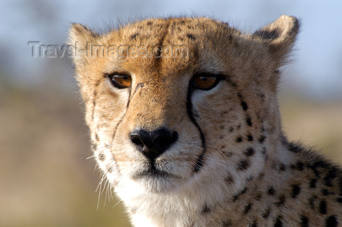 safrica128: South Africa - Cheetah close-up - Acinonyx jubatus, Singita - African safari - wildlife - photo by B.Cain - (c) Travel-Images.com - Stock Photography agency - Image Bank