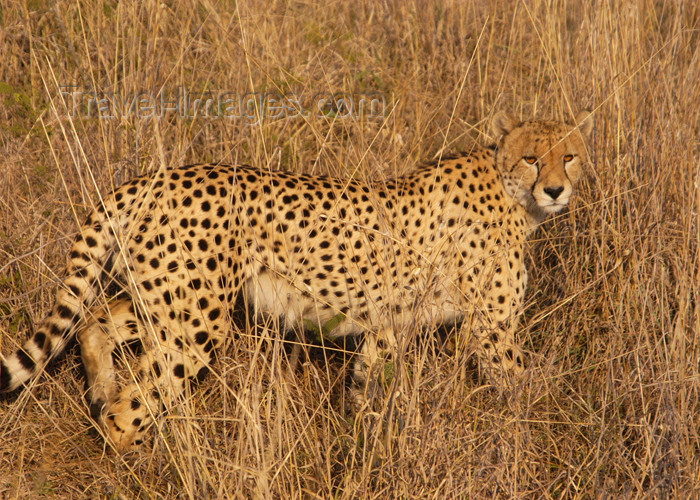 safrica133: South Africa - Cheetah walking in tall grass - the fastest land animal, Singita - photo by B.Cain - (c) Travel-Images.com - Stock Photography agency - Image Bank