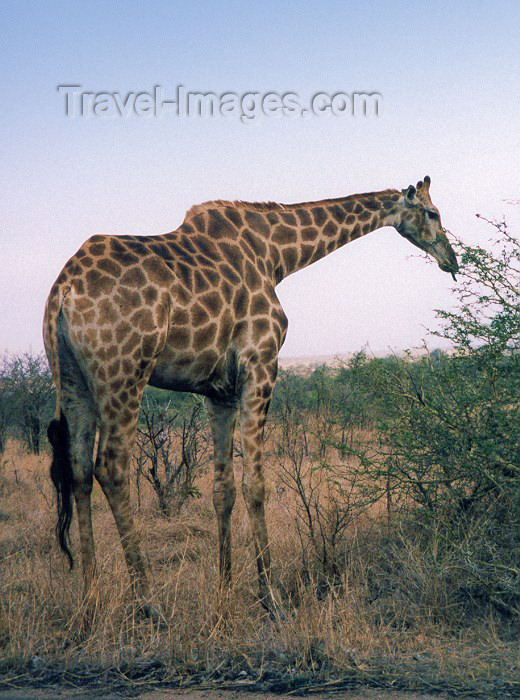 safrica14: South Africa - Kruger Park (Eastern Transvaal): giraffe - Girafa camelopardalis - photo by M.Torres - (c) Travel-Images.com - Stock Photography agency - Image Bank