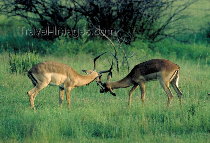 safrica54: South Africa - Pilanesberg National Park: two antelopes joust playfully - photo by R.Eime - (c) Travel-Images.com - Stock Photography agency - Image Bank
